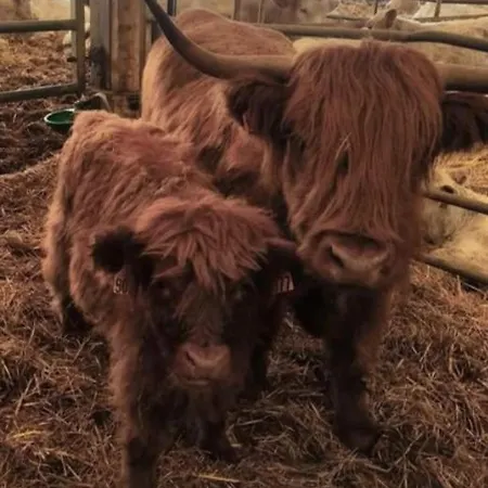 American Diner Sur La Site The Farm Ouest Capacite 7 Personnes La Chaize-le-Vicomte