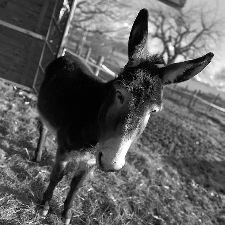 Feriehus American Diner Sur La Site The Farm Ouest Capacite 7 Personnes La Chaize-le-Vicomte