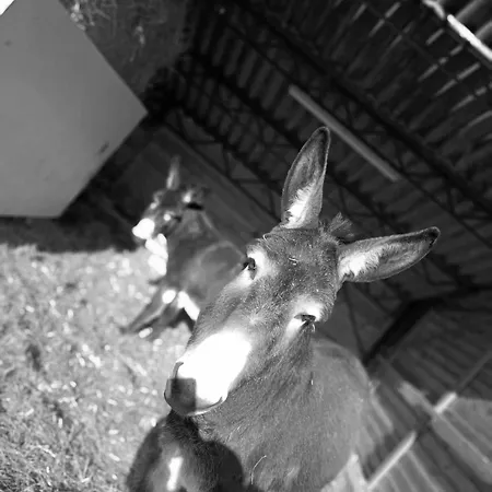 American Diner Sur La Site The Farm Ouest Capacite 7 Personnes Vakantiehuis *