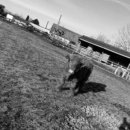 American Diner Sur La Site The Farm Ouest Capacite 7 Personnes Feriehus *