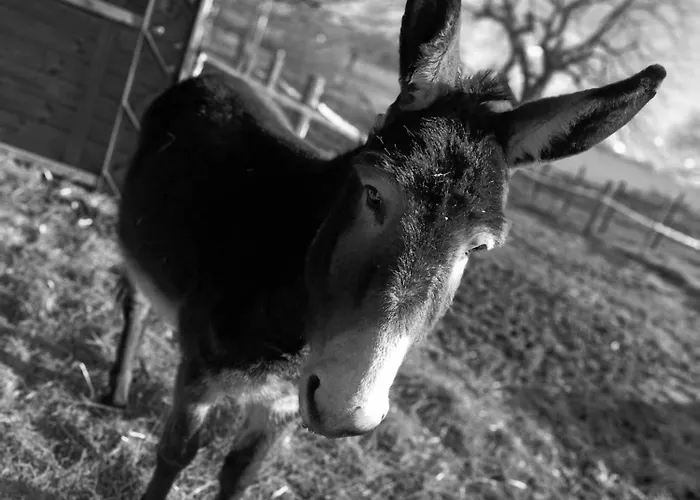 Casa de Férias American Diner Sur La Site The Farm Ouest Capacite 7 Personnes La Chaize-le-Vicomte