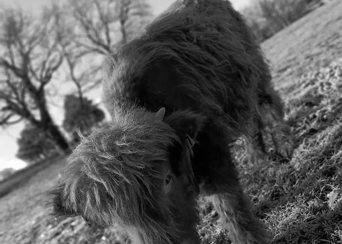 American Diner Sur La Site The Farm Ouest Capacite 7 Personnes *