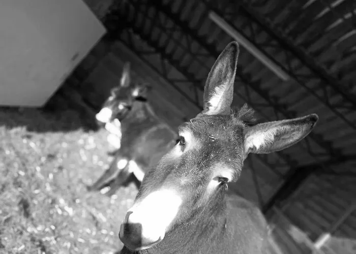 American Diner Sur La Site The Farm Ouest Capacite 7 Personnes Casa de Férias *