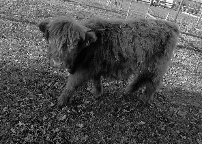 Casa de Férias American Diner Sur La Site The Farm Ouest Capacite 7 Personnes La Chaize-le-Vicomte