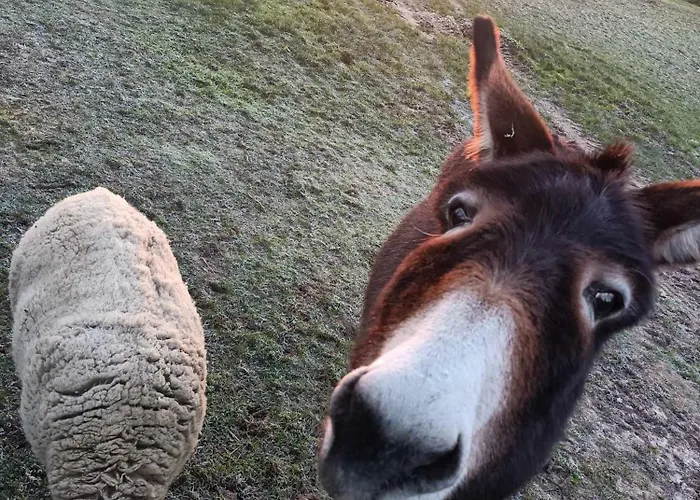 American Diner Sur La Site The Farm Ouest Capacite 7 Personnes La Chaize-le-Vicomte